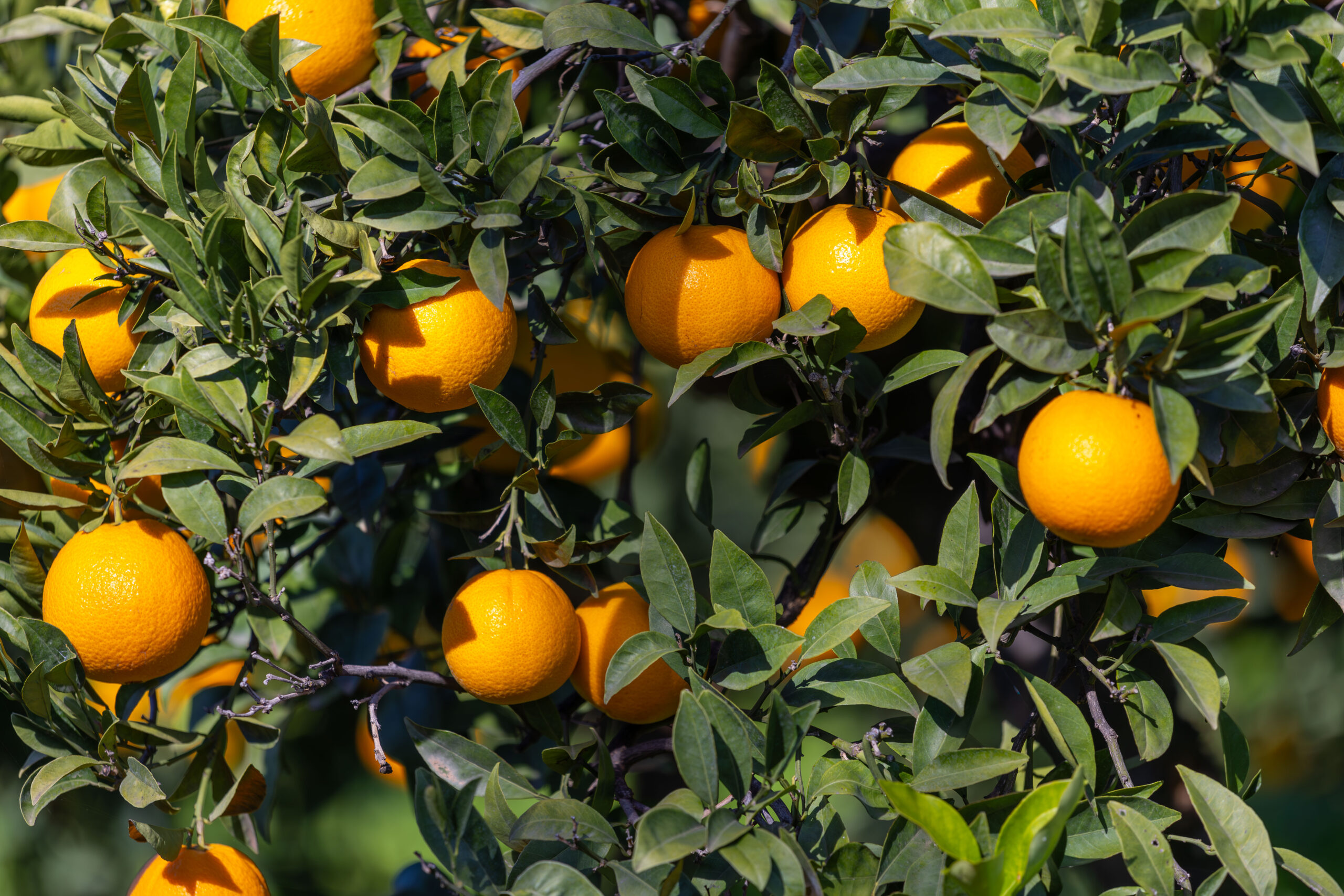 JY3A1191-Migliorato-NR-12