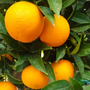 Arance Fioroni (grandi dimensioni)